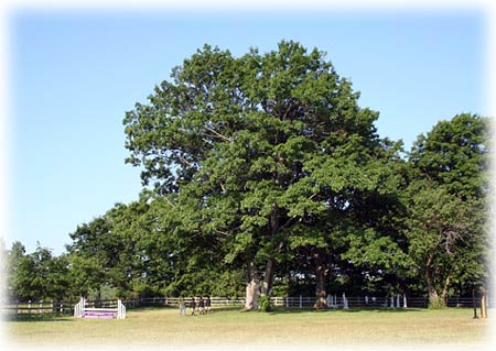 Glen Oro Jumping Stadium